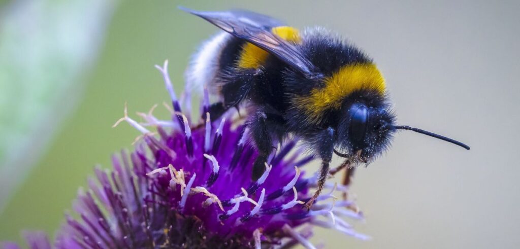 Study finds that bees need food up to a month earlier than provided by recommended pollinator plants